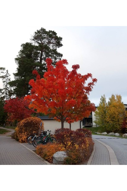 Горобина звичайна Додонг